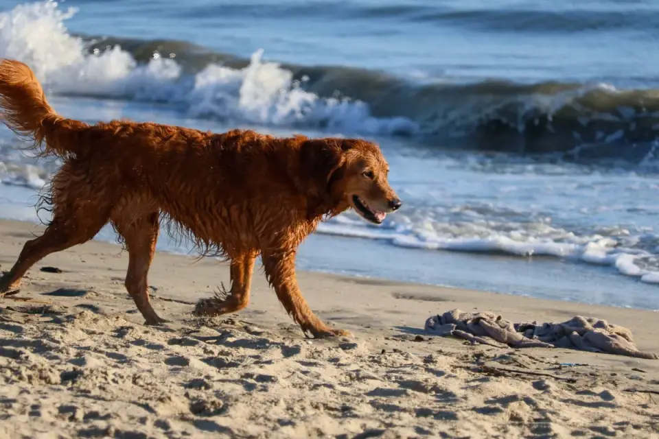 Wet dog outdoors