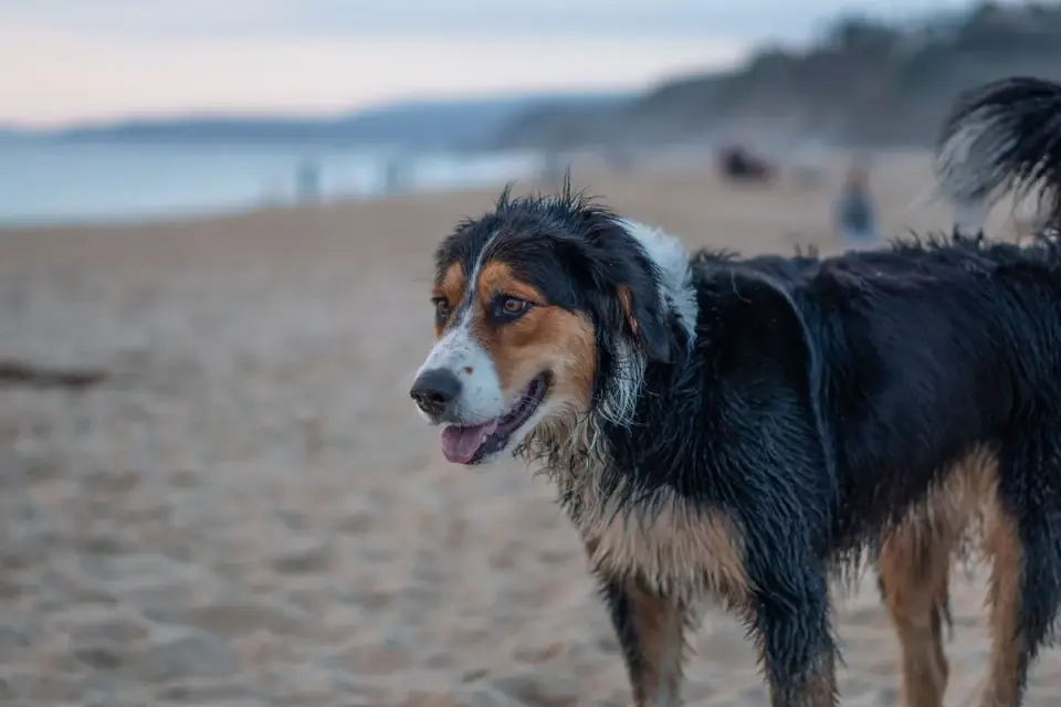 Wet dog outdoors