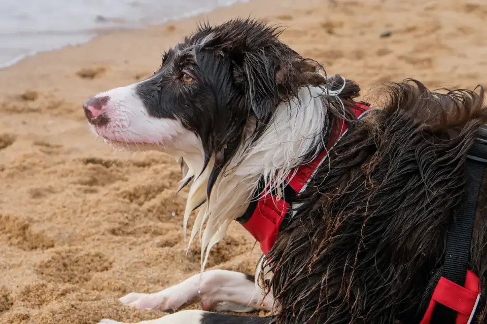 Wet dog outdoors