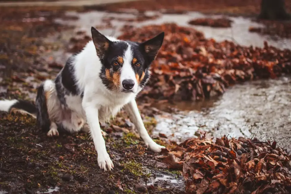 Wet dog outdoors