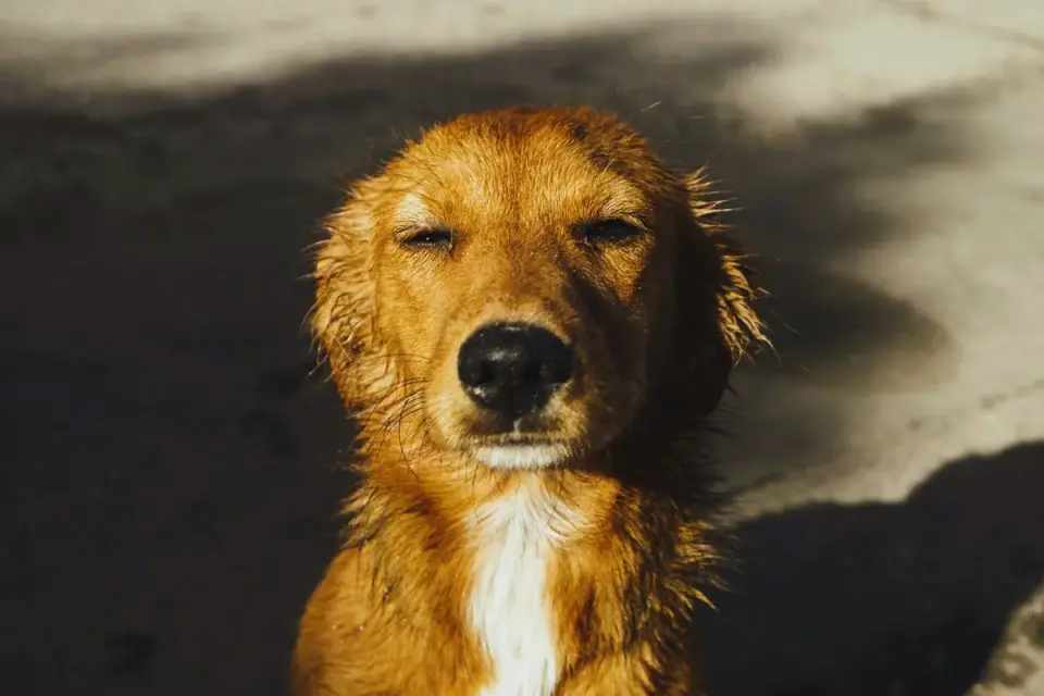 Wet dog outdoors