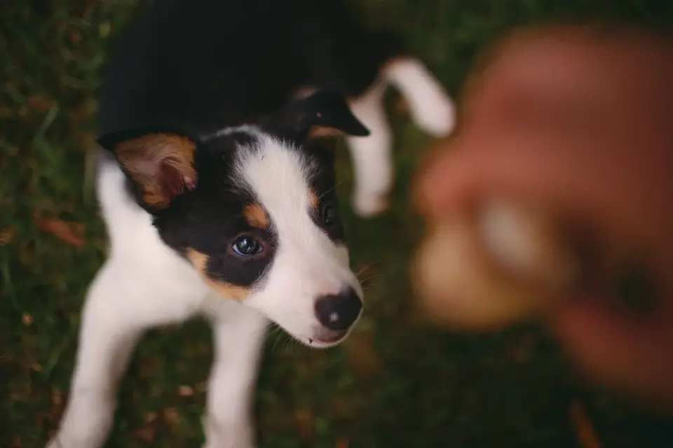 Woman using a clicker to train a Border Collie in a backyard agility setup