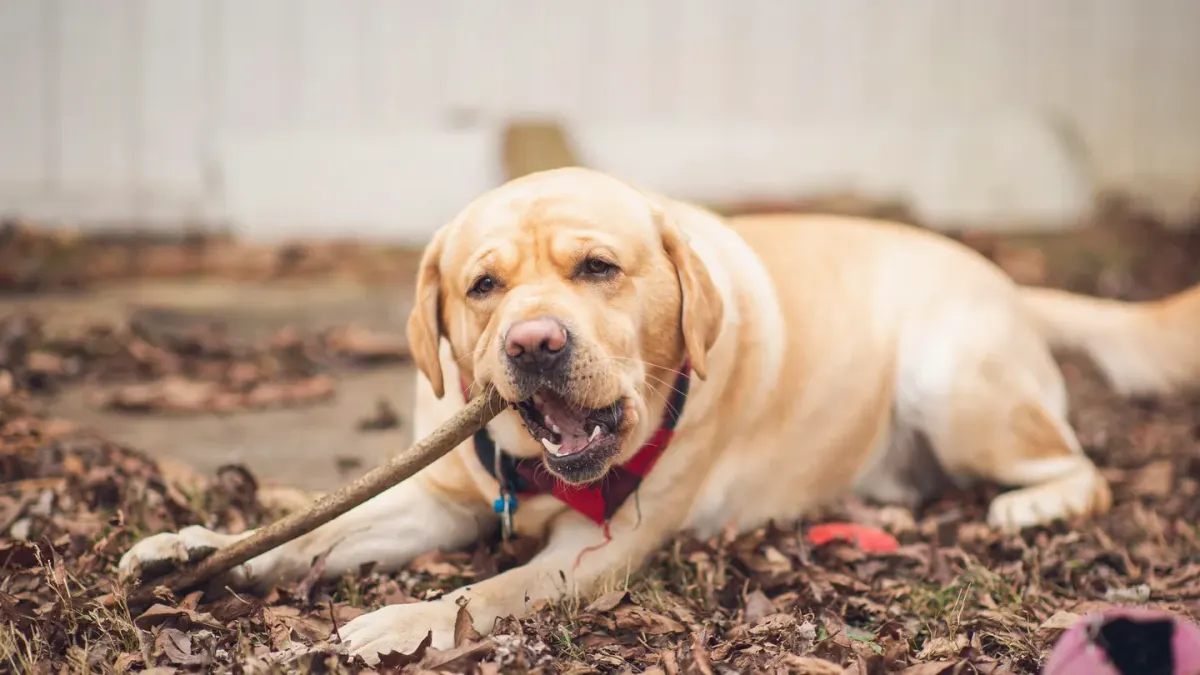 Yellow Labrador puppy standing on grass in a backyard