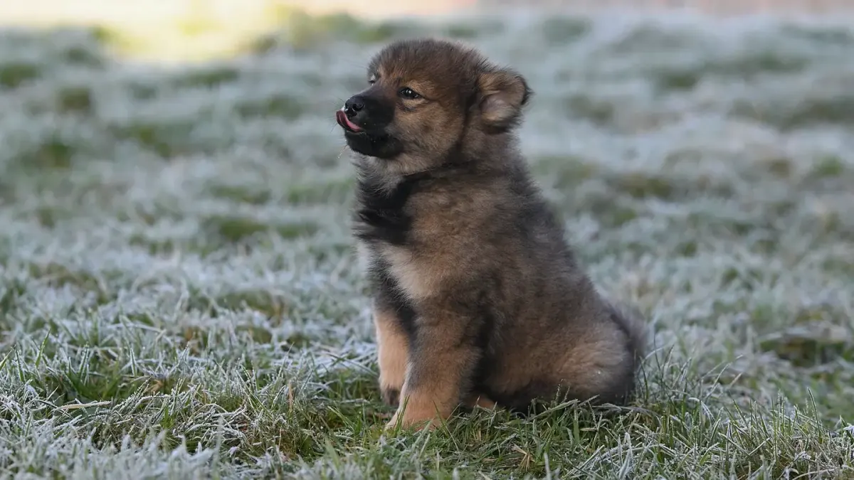 Young dog outdoors