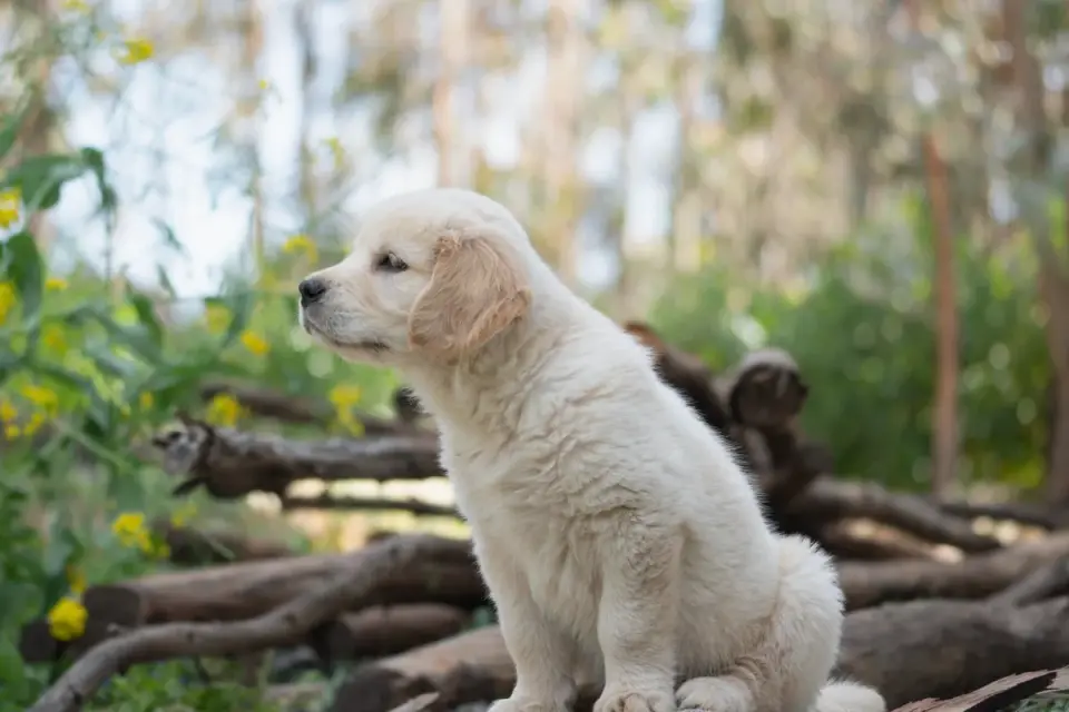 Young dog